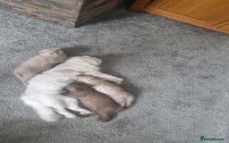 Scottish Fold cats for sale: Stunning TICA Registered Babies - Image 2