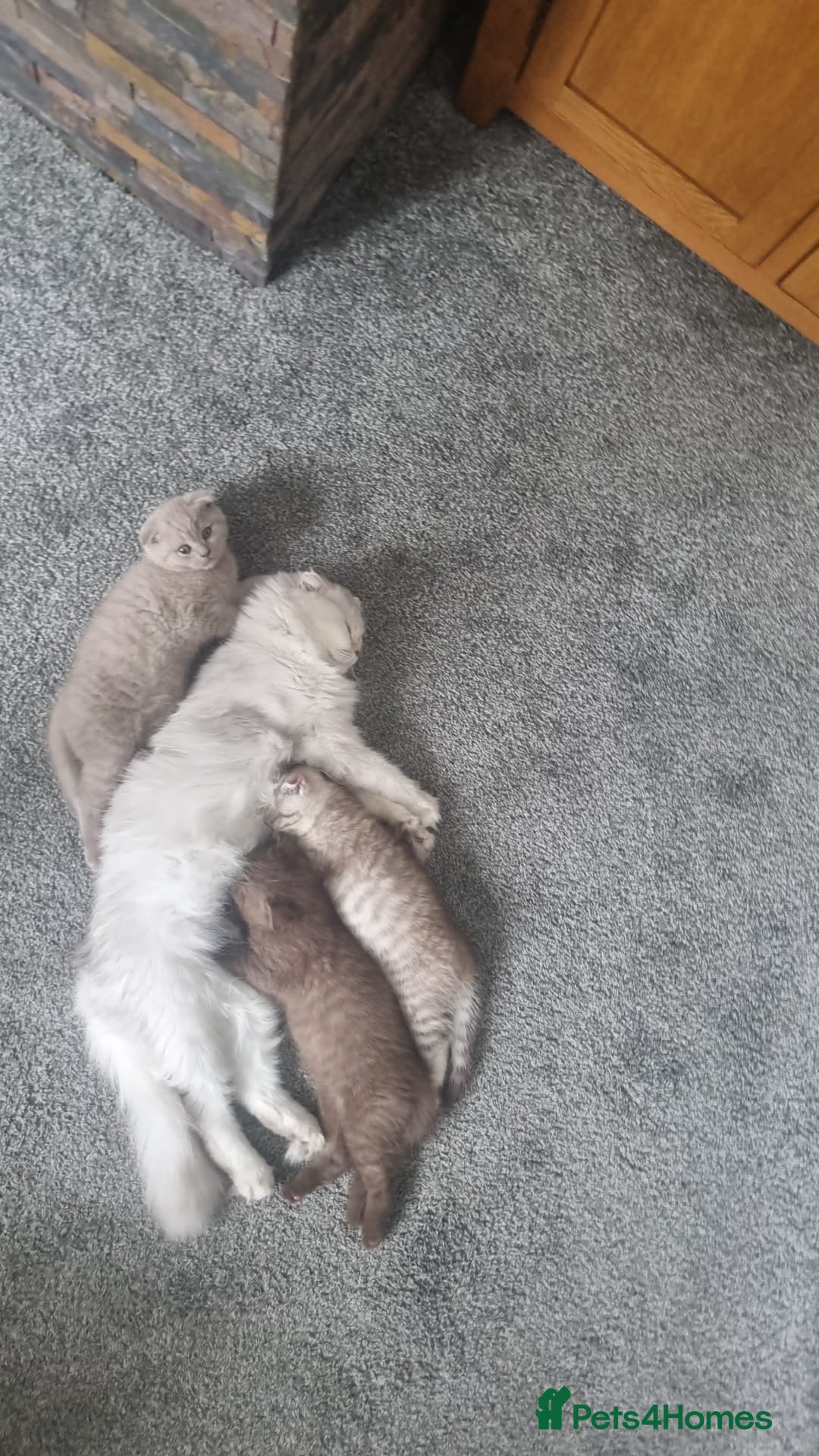 Scottish Fold cats for sale: Stunning TICA Registered Babies - Image 2