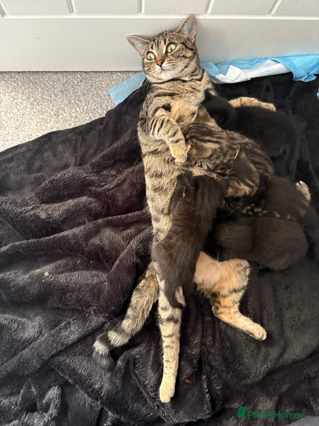 British Shorthair cats for sale: 5 beautiful kittens  - Image 1