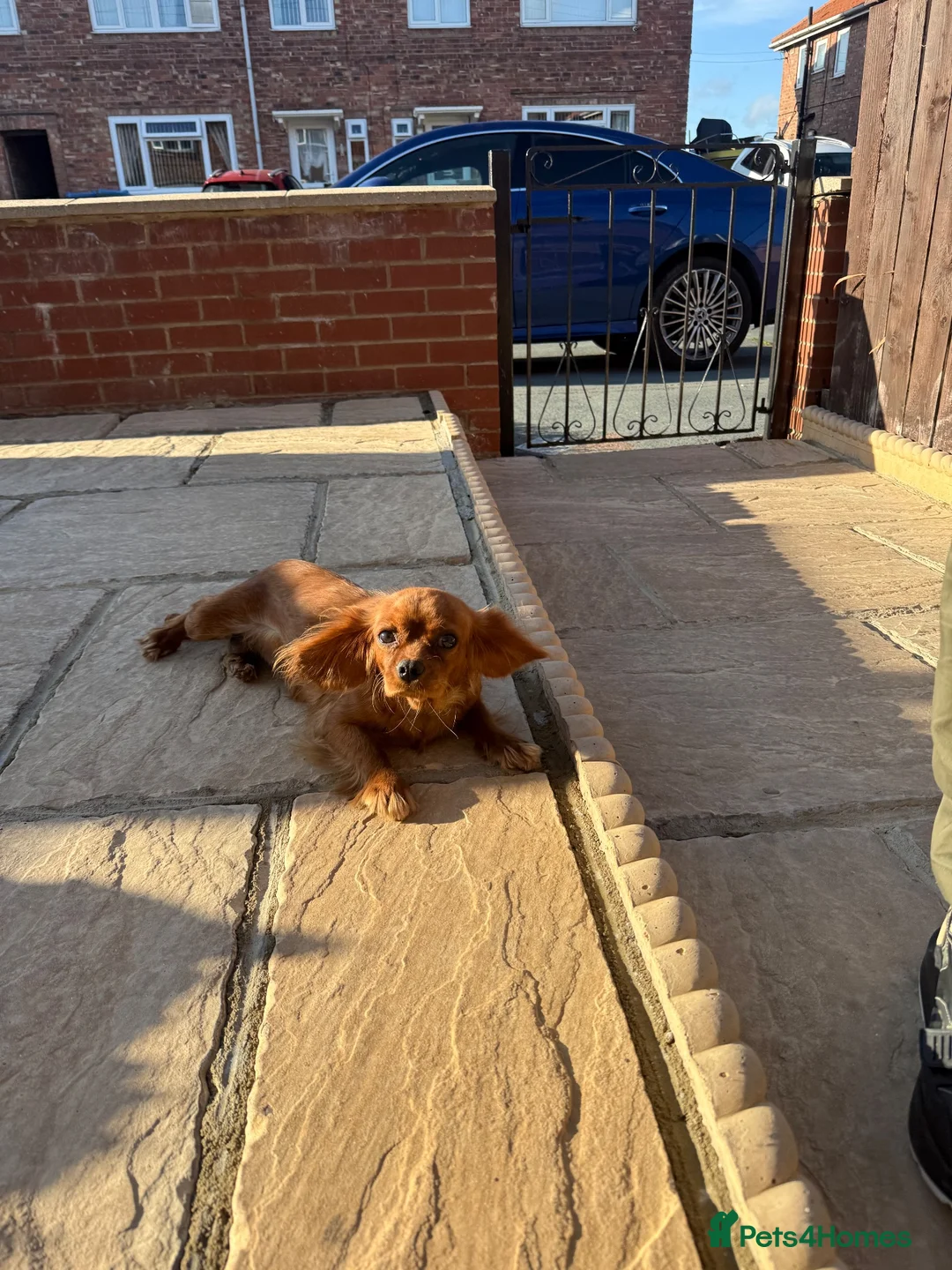 Cavalier King Charles Spaniel dogs for sale: KC 11 month old Cavalier girl  - Advert 2