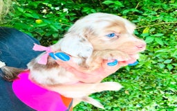Miniature Dachshund dogs for stud: Dapple Piebald Stud 💫 carrying  cream   in Epsom - Image 38