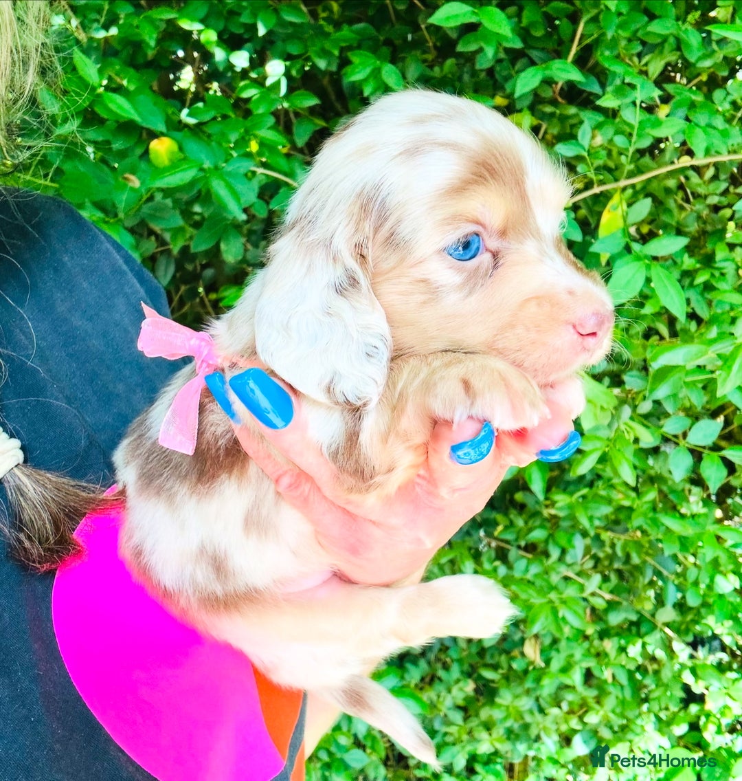 Miniature Dachshund dogs for stud: Dapple Piebald Stud 💫 carrying  cream   in Epsom - Image 38
