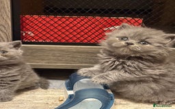 British Shorthair cats for sale: British short and long hair babies for sale  - Image 2
