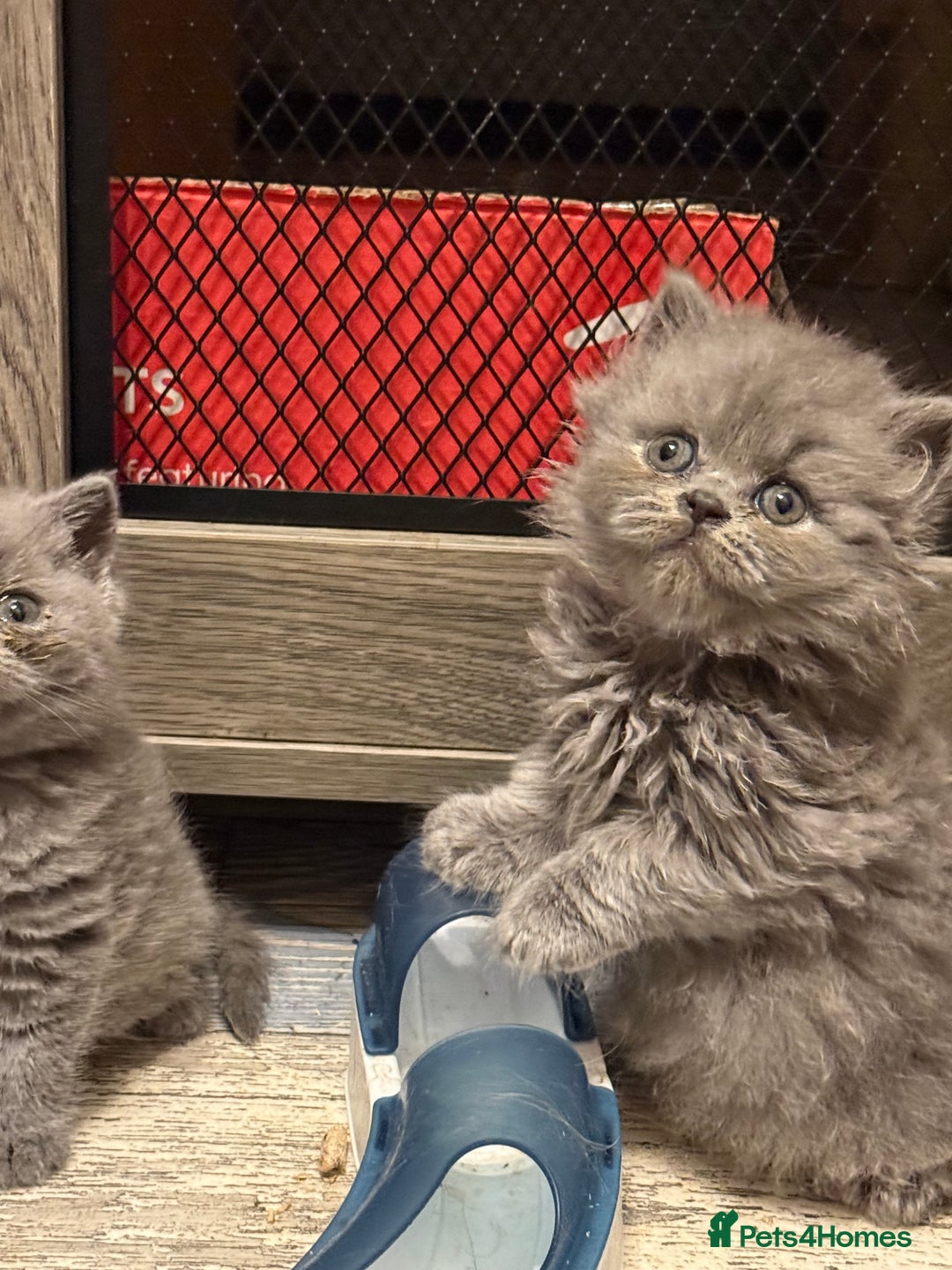 British Shorthair cats for sale: British short and long hair babies for sale  - Image 2
