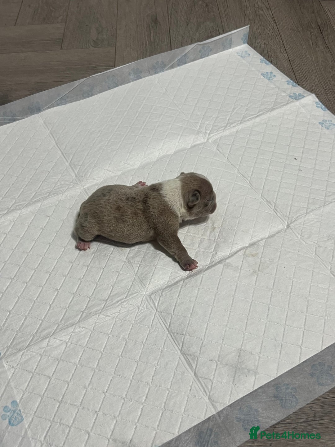 French Bulldog dogs for sale: French Bulldog Puppy’s  - Advert 5