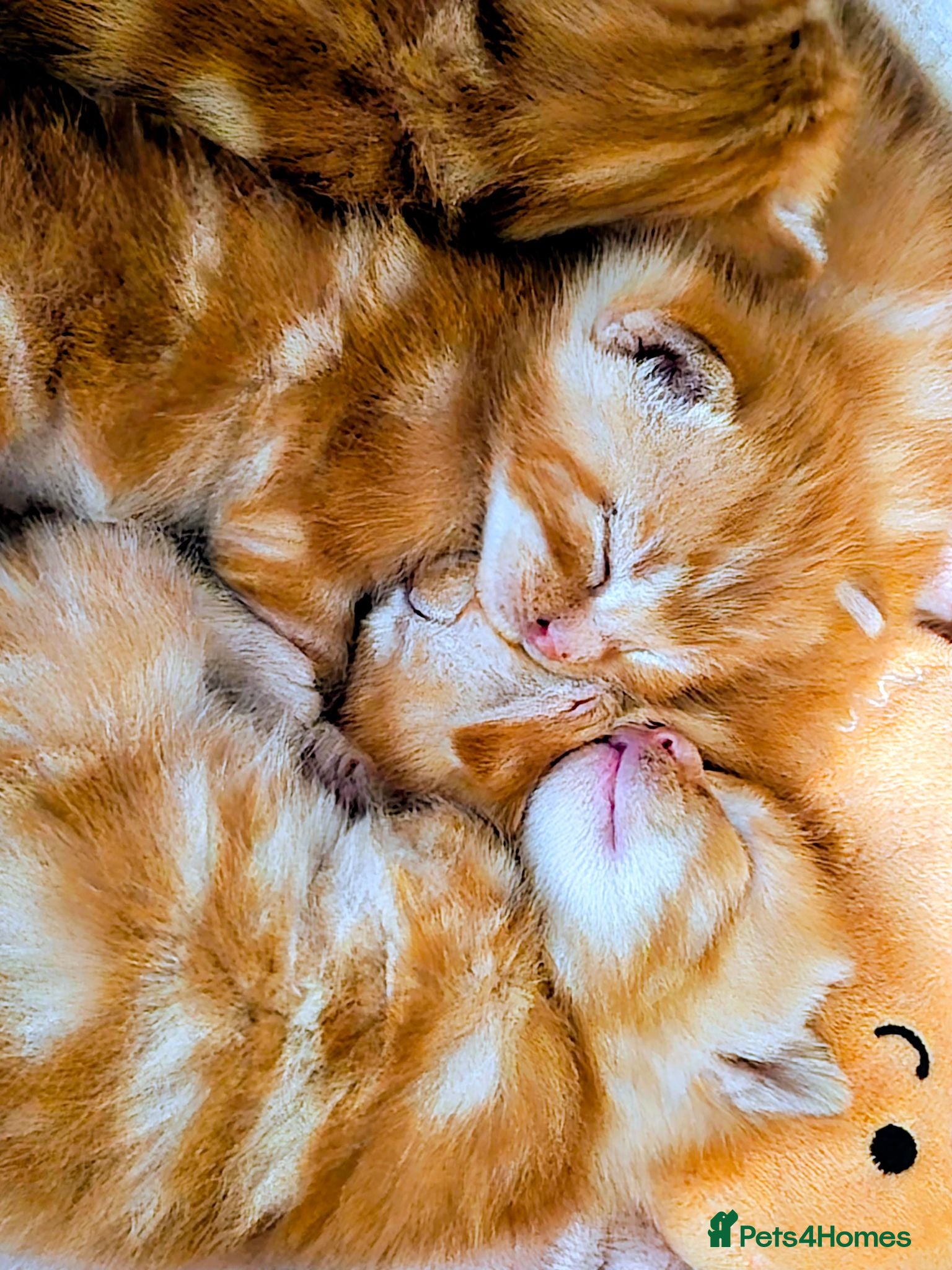 Mixed Breed cats Kittens - Advert 5