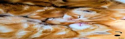 Mixed Breed cats for sale: Kittens - Advert 1