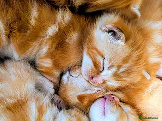Mixed Breed cats Kittens - Advert 2