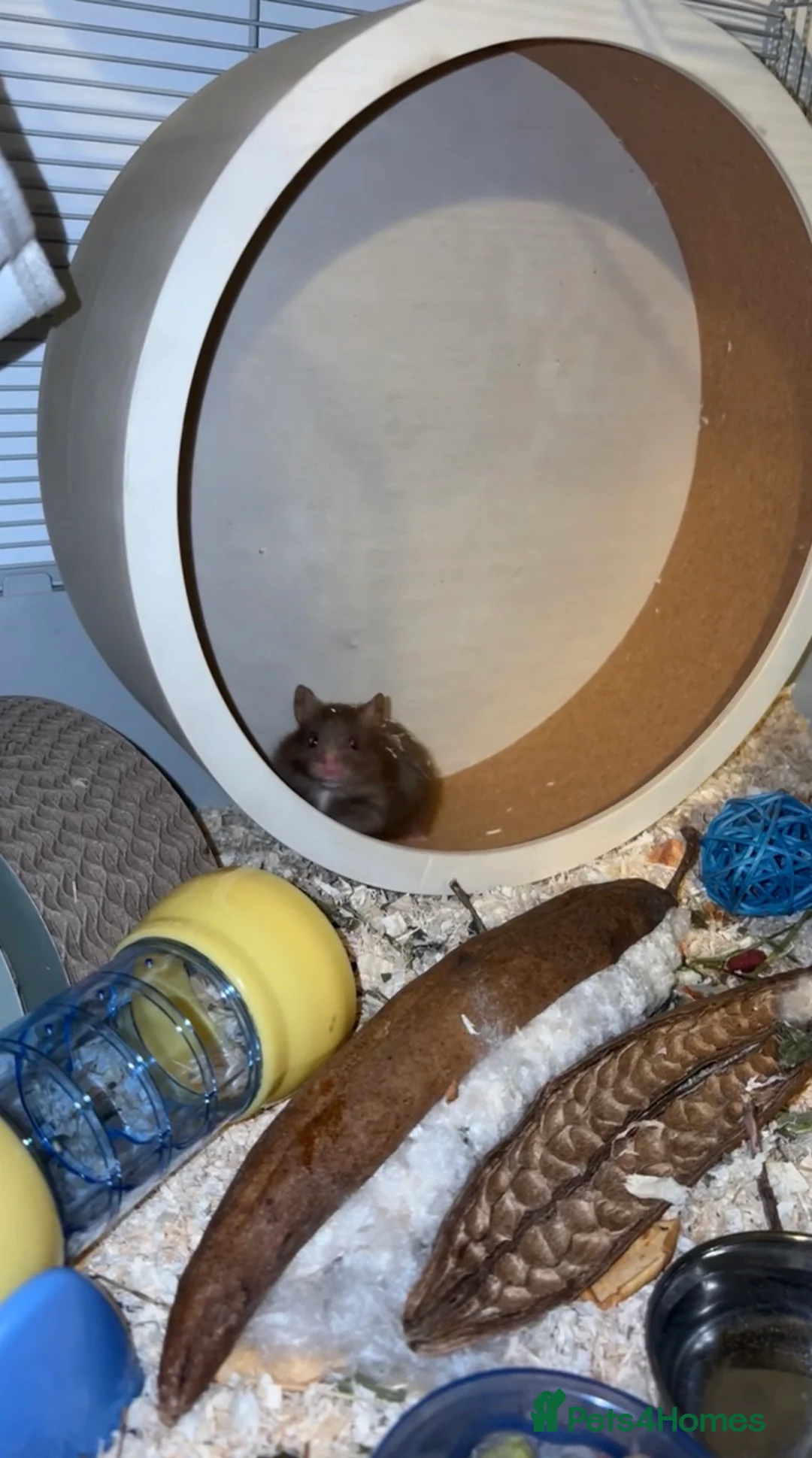 Hamster rodents for sale: 3 month old male syrian hamster.  in Leicester - Advert 2