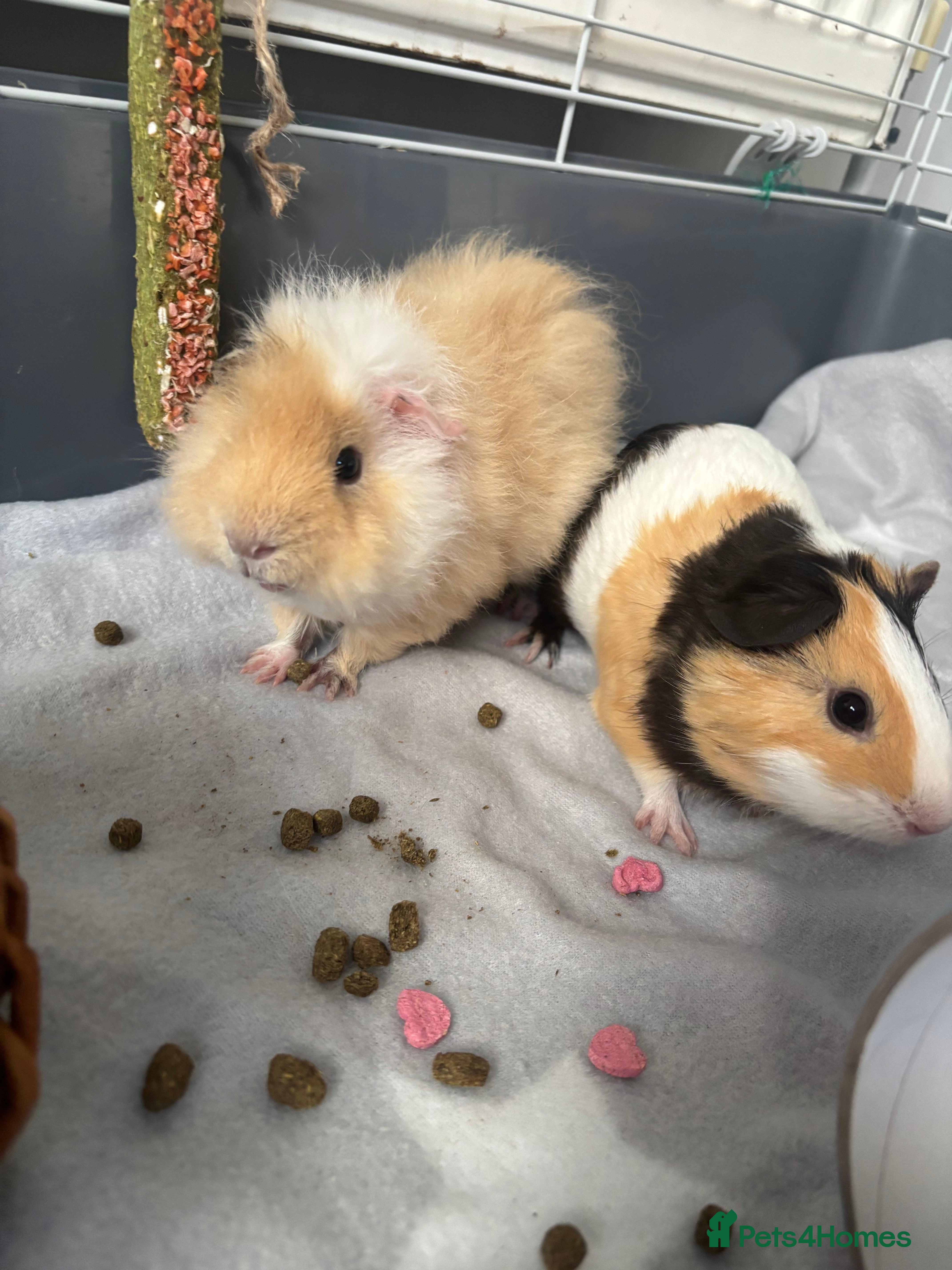 Mixed Breed rabbits Guinea pigs - Advert 1