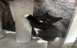 British Shorthair cats for sale: British shorthair tories - Image 2