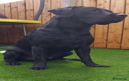 Labrador Retriever dogs for stud: PROVEN Fully health tested, KC Labrador for stud - Image 1