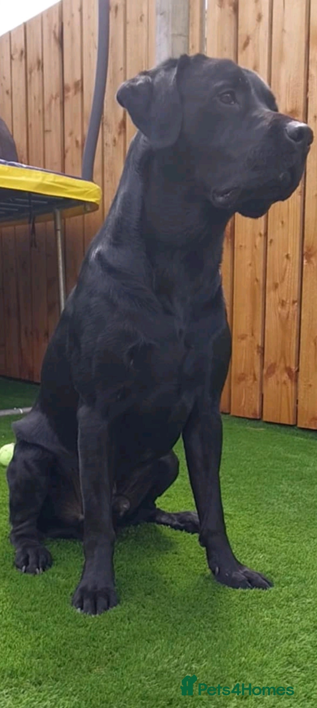Labrador Retriever dogs for stud: PROVEN Fully health tested, KC Labrador for stud - Image 1