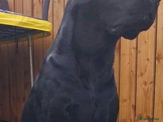 Labrador Retriever dogs PROVEN Fully health tested, KC Labrador for stud - Advert 6