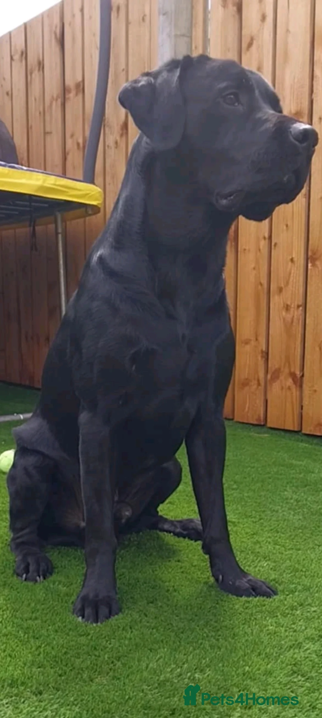 Labrador Retriever dogs for stud: PROVEN Fully health tested, KC Labrador for stud - Advert 1