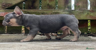 French Bulldog dogs - Advert 1