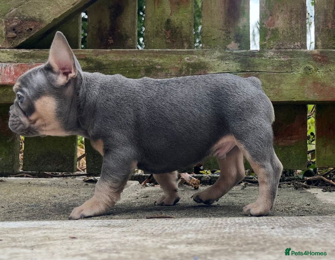 French Bulldog dogs for sale: Beautiful true to type French bulldog pups 3 left  - Image 3