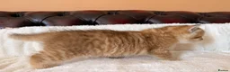 British Shorthair cats for sale: Top quality Golden BSH - Advert 17