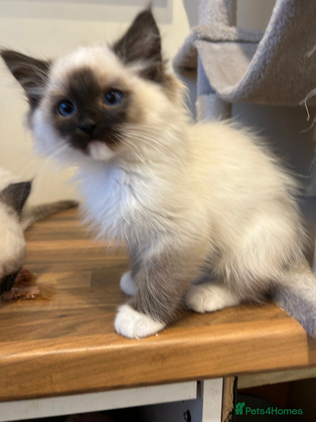 Ragdoll cats for sale: Ragdoll kittens one boy left seal mitted. - Advert 9