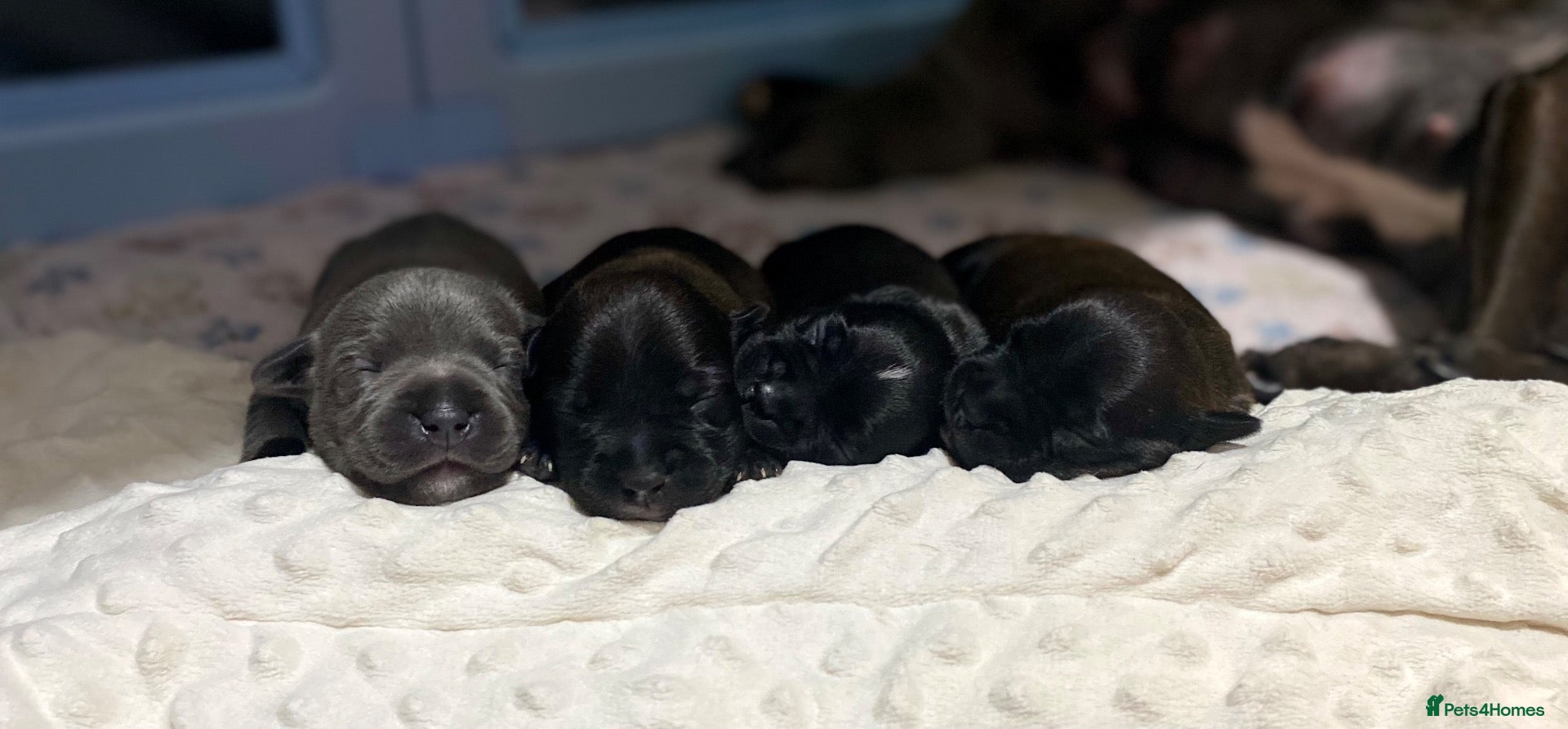 Staffordshire Bull Terrier dogs King Fury Puppies  - Advert 1