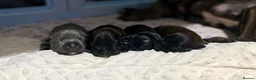 Staffordshire Bull Terrier dogs for sale: King Fury Puppies  in Liverpool - Advert 1