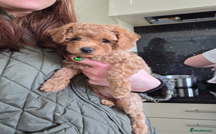 Toy Poodle dogs - Advert 9