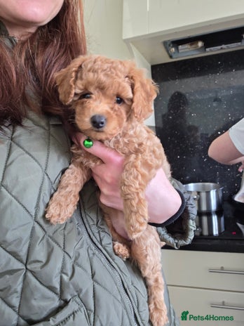 Toy Poodle dogs - Advert 12