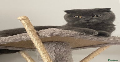 British Shorthair cats - Advert 12