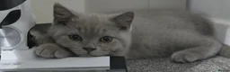 British Shorthair cats for sale: GCCF ACTIVE MALE LILAC BRITISH SHORTHAIR  - Advert 5