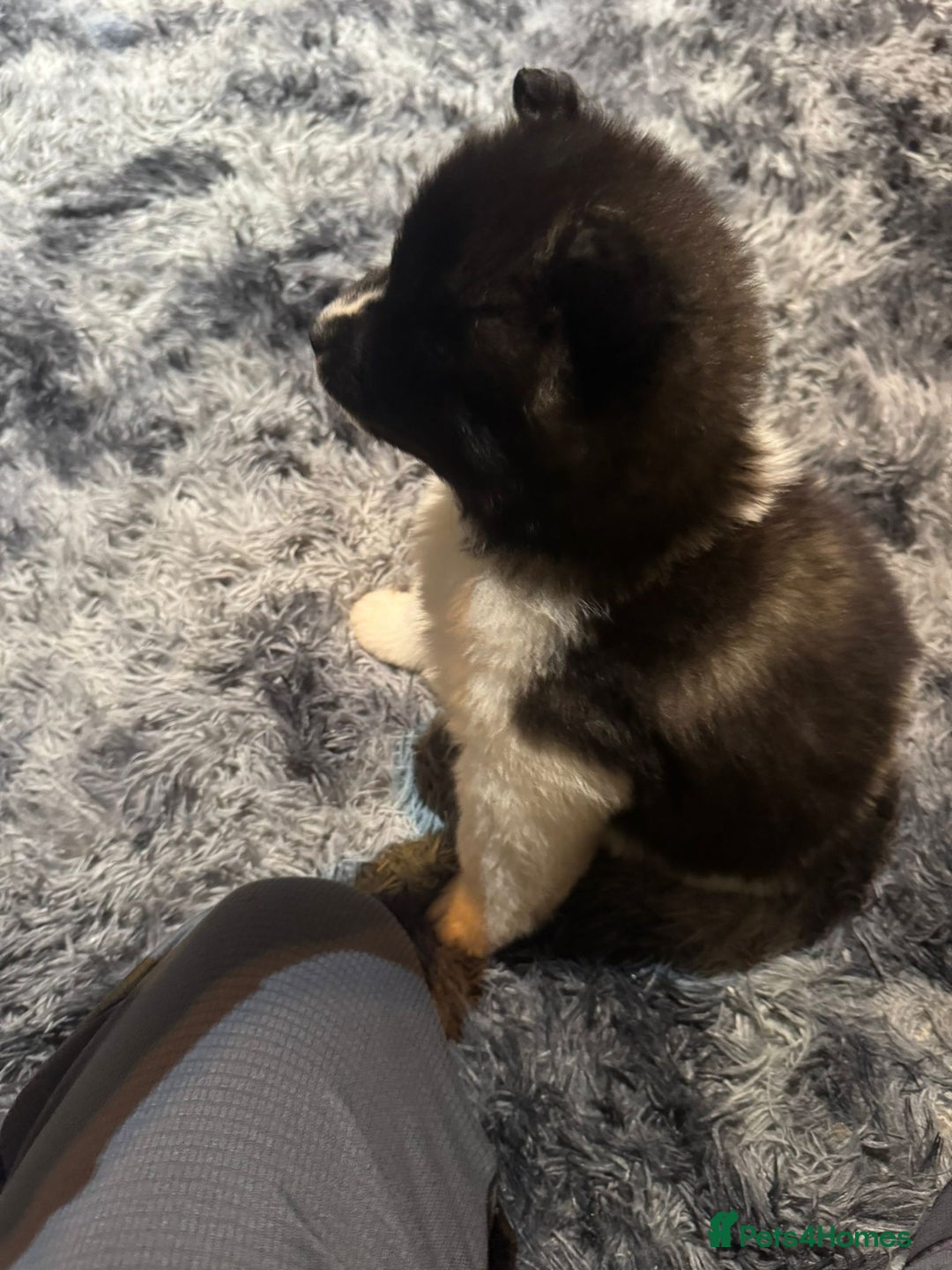 Akita dogs for sale: Bear faced American akitas puppies  - Advert 17