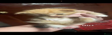 Domestic Shorthair Kitten 5