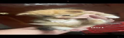 Domestic Shorthair cats for sale: Stunning kittens  - Advert 3