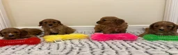 Cavapoo dogs for sale: Deep red cavapoos  - Advert 3