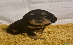 Cocker Spaniel dogs for sale: Cocker spaniel puppies  - Image 10