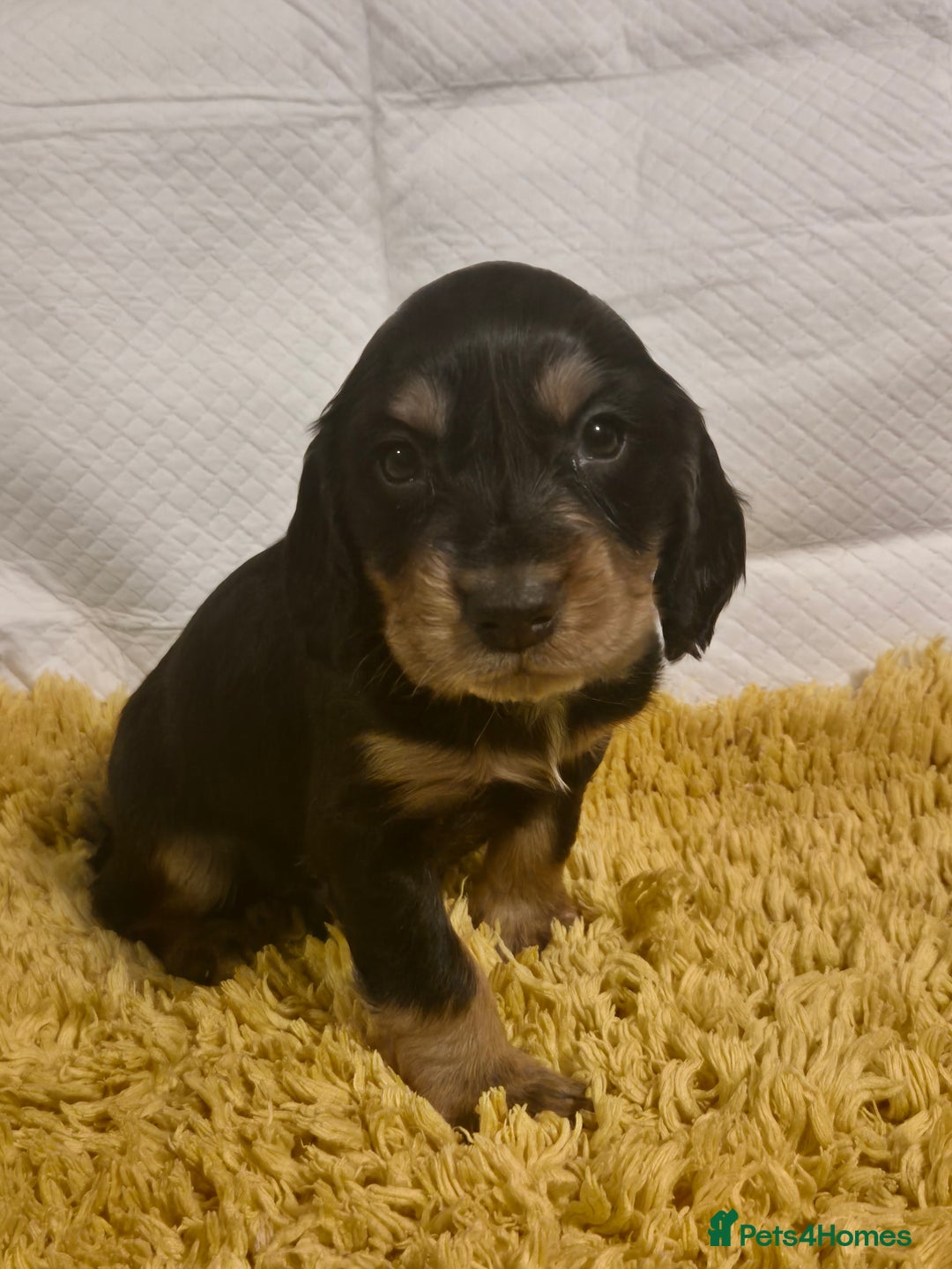 Cocker Spaniel dogs for sale: Cocker spaniel puppies  - Image 10