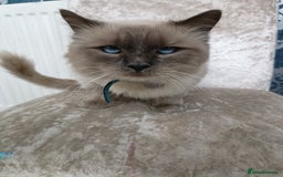 Ragdoll cats for sale: Blue point ragdoll 🩵 - Image 5