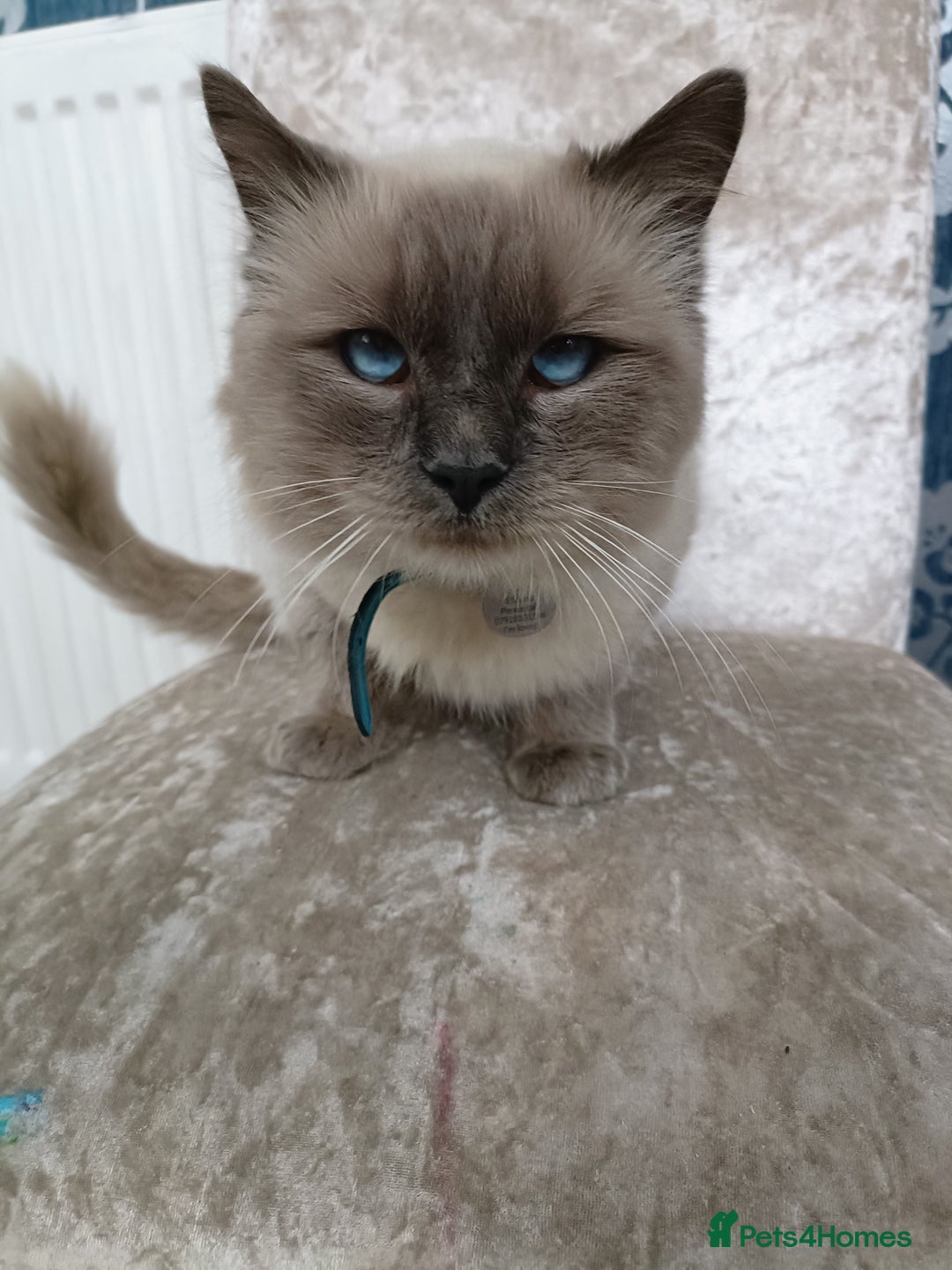 Ragdoll cats for sale: Blue point ragdoll 🩵 - Image 5