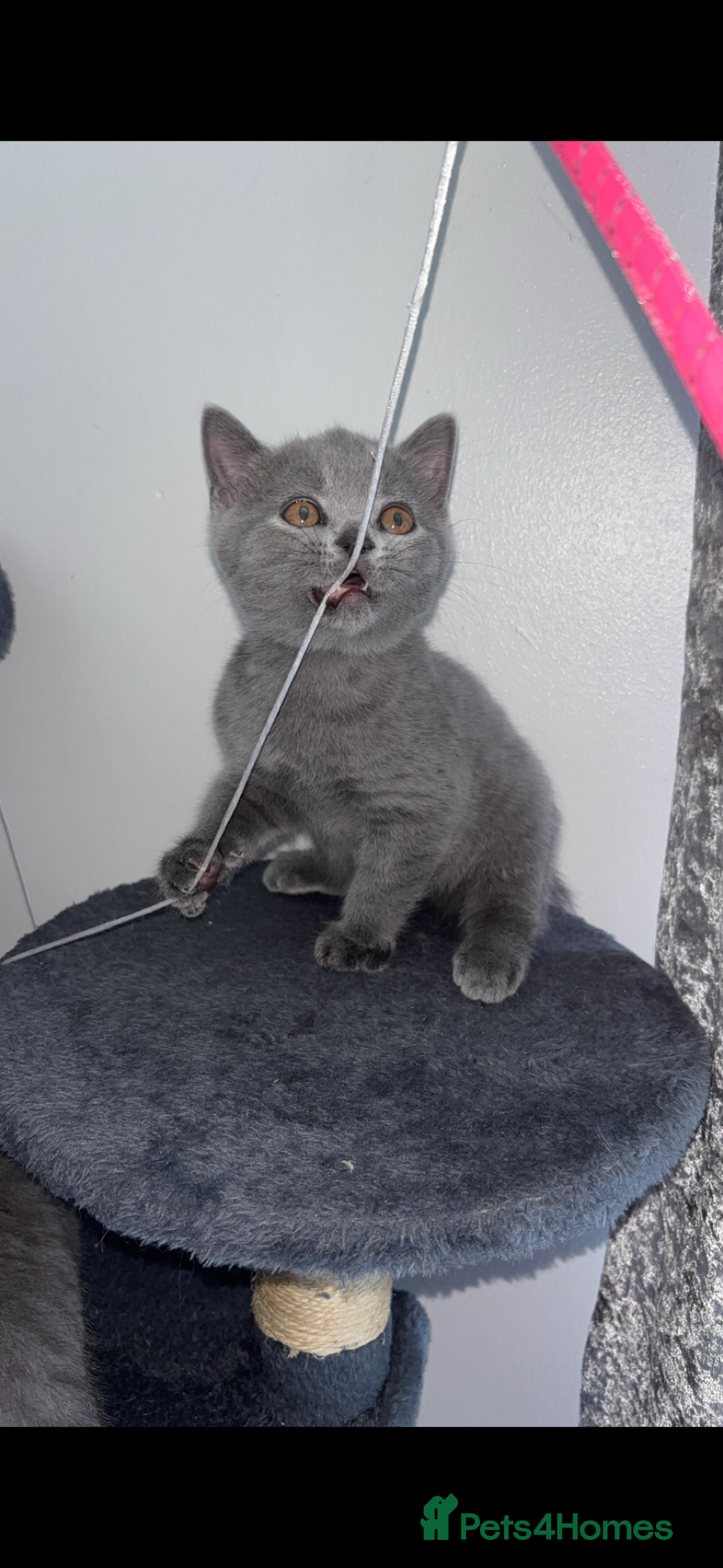 British Shorthair cats for sale: Pure breed British shorthairs  - Image 17