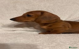 Miniature Dachshund dogs for sale: Ready to leave Miniature dachshunds cearphilly  - Image 36