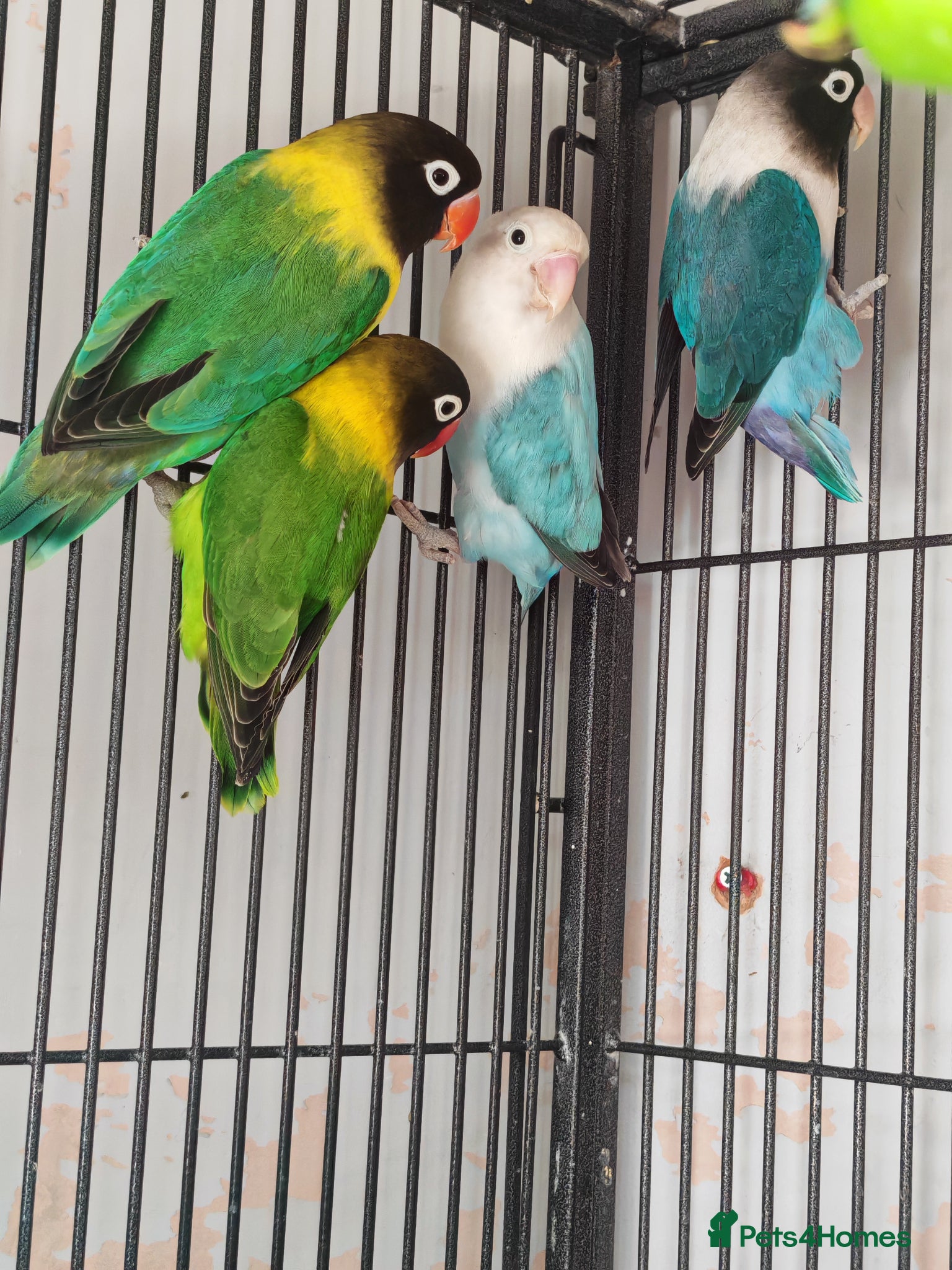 Lovebirds birds for sale: 4 lovebirds for sale all live in same cagee  - Advert 1