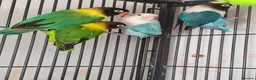 Lovebirds birds for sale: 4 lovebirds for sale all live in same cagee  in Worcester Park - Advert 1