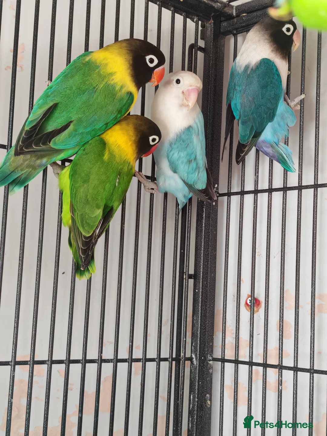 Lovebirds birds for sale: 4 lovebirds for sale all live in same cagee  in Worcester Park - Advert 1