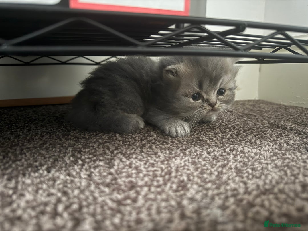Persian cats for sale: Blue persian kitten  - Advert 16