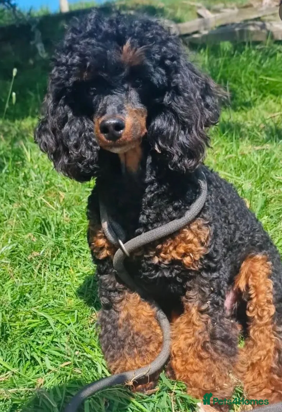 Poochon dogs for sale: Beautiful Poochon Pups Home Bred second litter - Advert 2