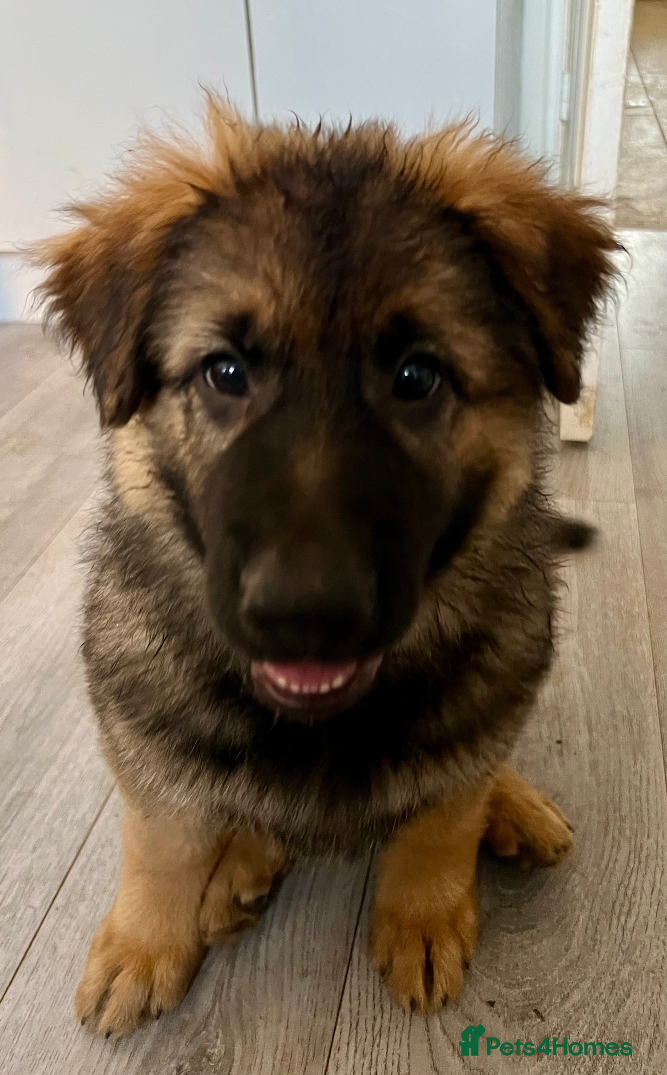 German Shepherd dogs German Shepherd Pups - Advert 2