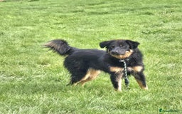 Mixed Breed dogs for adoption: Buddy Needs a Very Special Home - Image 8