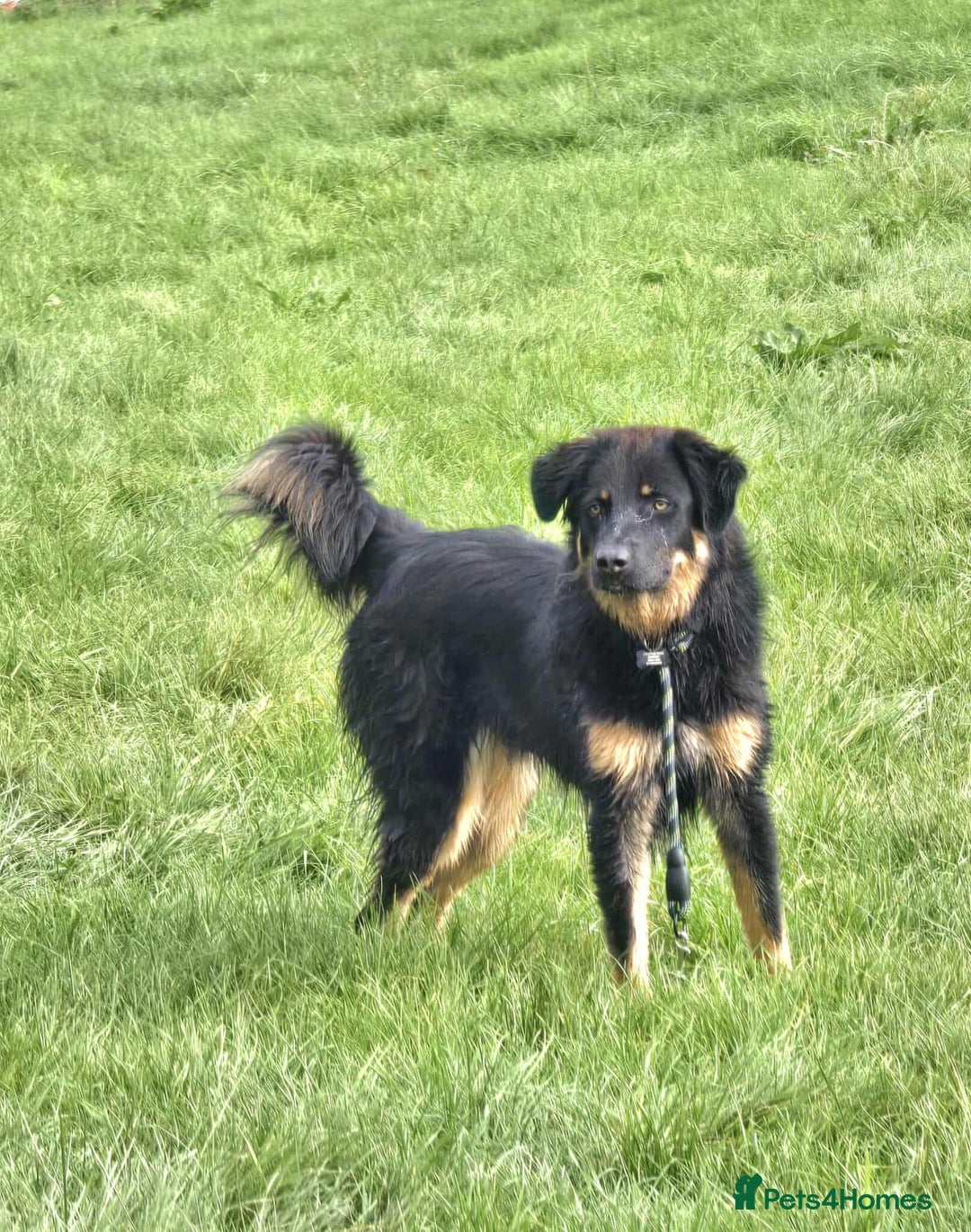 Mixed Breed dogs for adoption: Buddy Needs a Very Special Home - Image 8