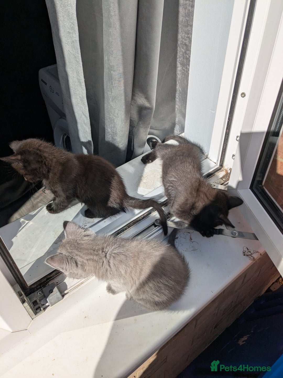 Mixed Breed cats for sale: 2 male kittens  - Image 3
