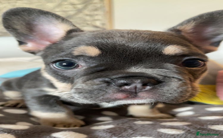 French Bulldog dogs - Advert 14