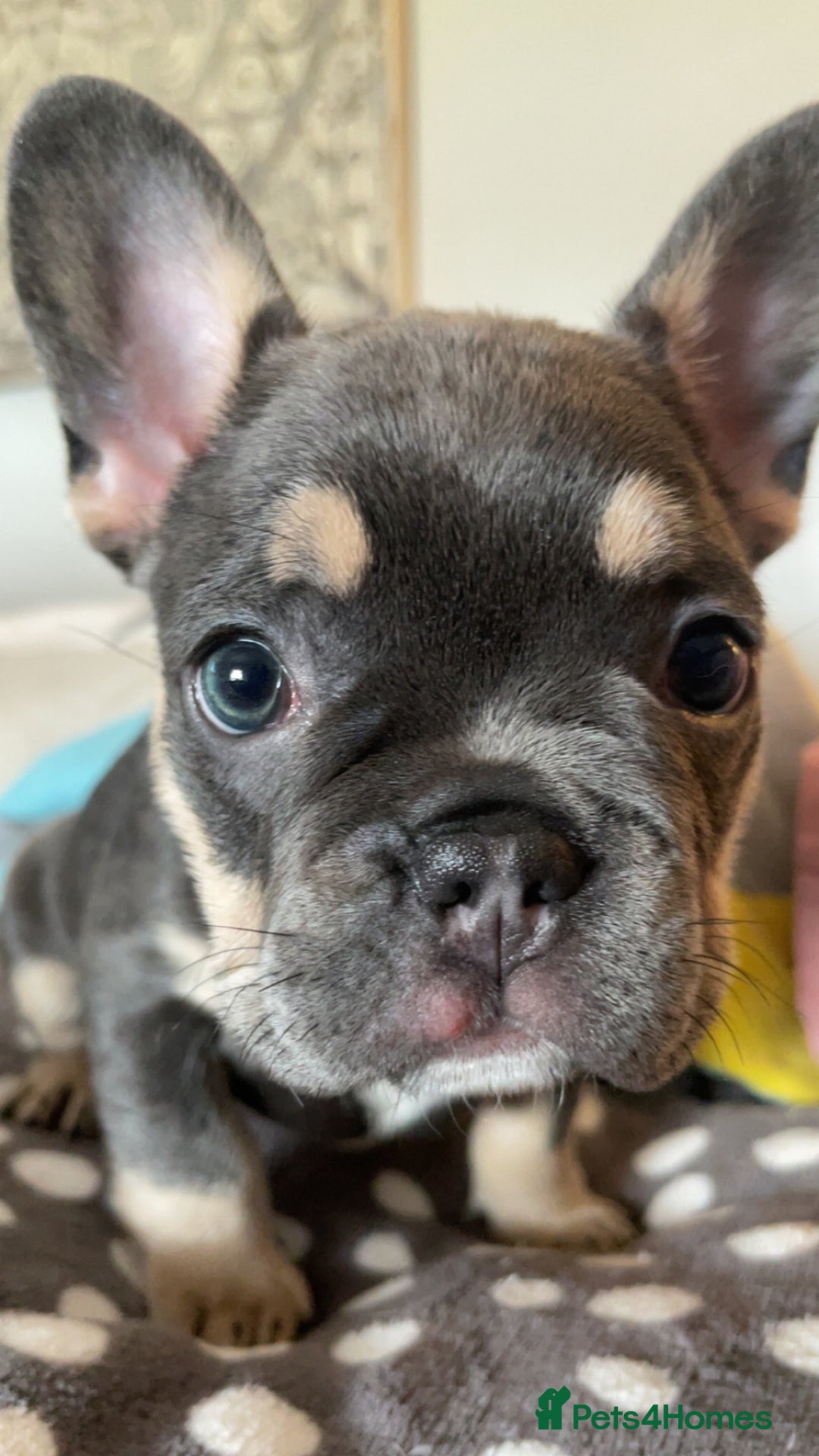 French Bulldog dogs for sale: One lilac female French bulldog puppy left🐶🐾💞 - Image 2